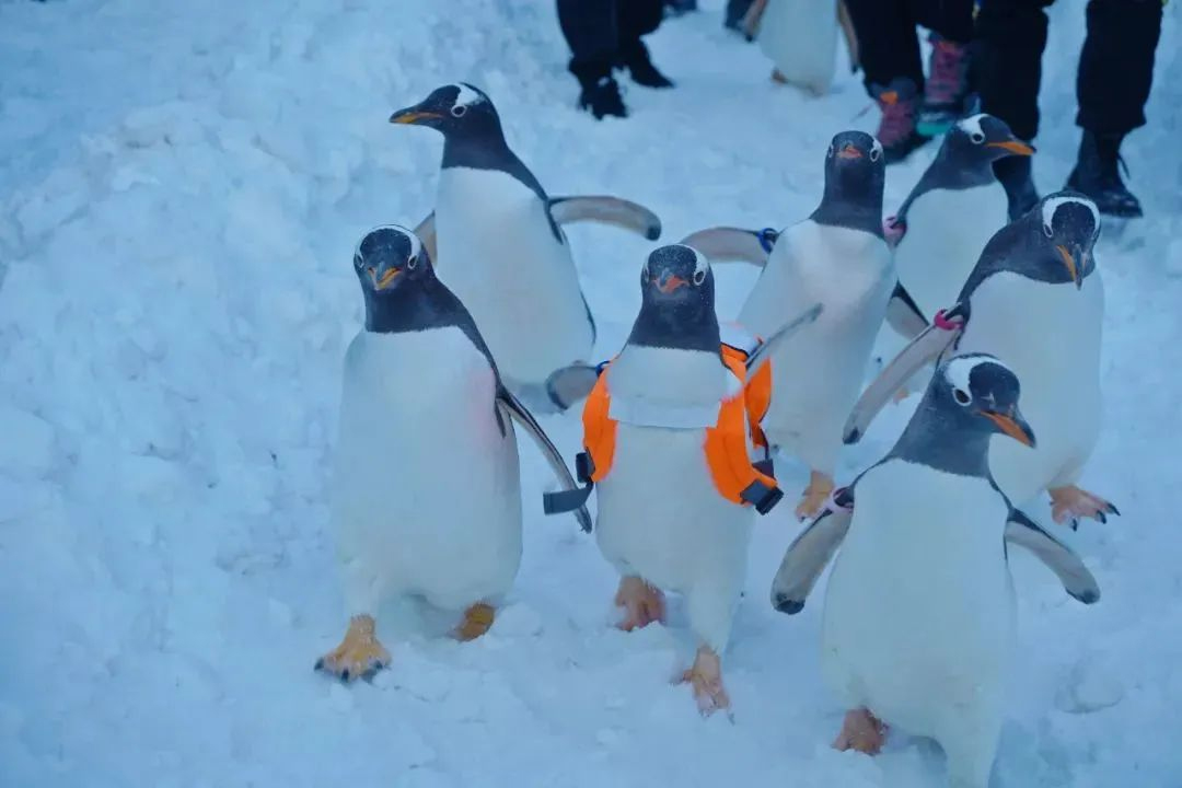 “淘学企鹅”冰雪大巡游活动被无人机干扰 反制设备是刚需