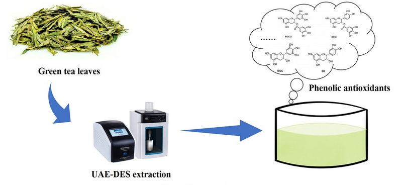 how to extract polyphenols from green tea כיצד להפיק פוליפנולים מתה ירוק