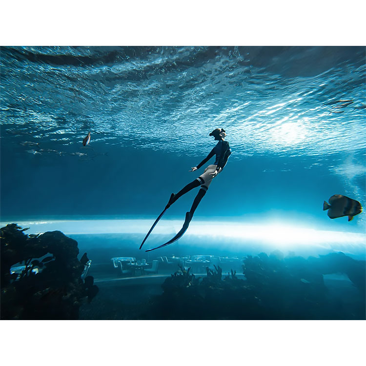 aquarium underwater tunnel akwarium onderwater tonnel