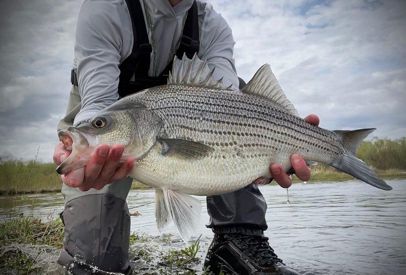 portable shore fishing LH-1B 251023