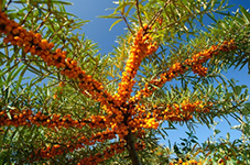 Sea Buckthorn Powder Extract