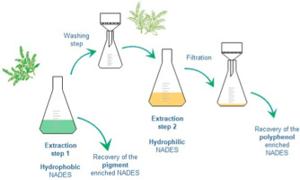 how to extract polyphenols from green tea_1 כיצד לחלץ פוליפנולים מתה ירוק_1