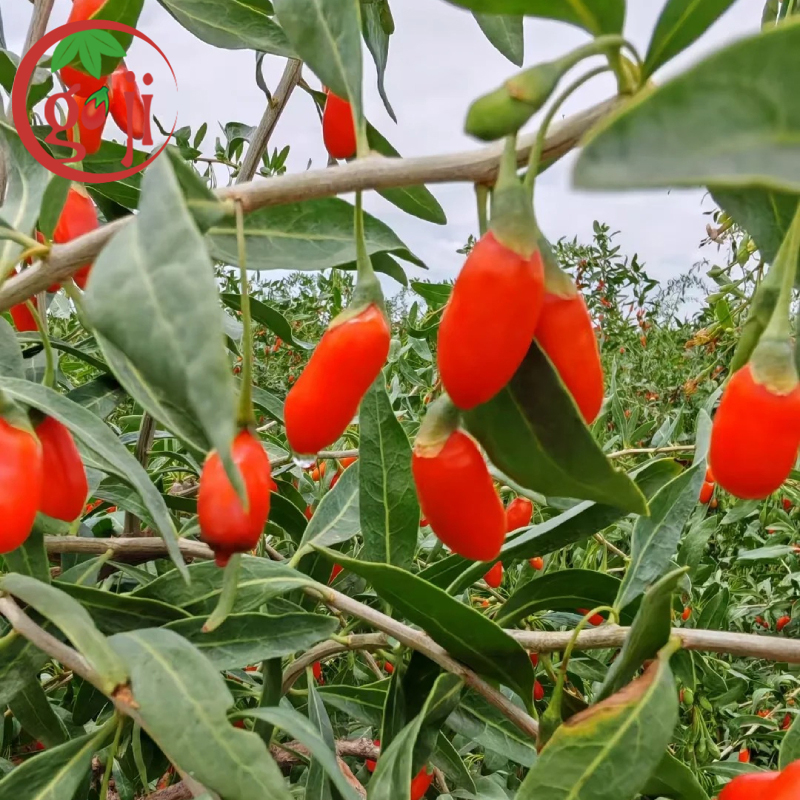 Ningxia Organic Goji Berry Wholesale Ningxia Organik Goji Berry Toptan Satış