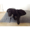 Durable Waterproof Removable Washable Cover orthopedic Memory Foam Dog Pet Bed