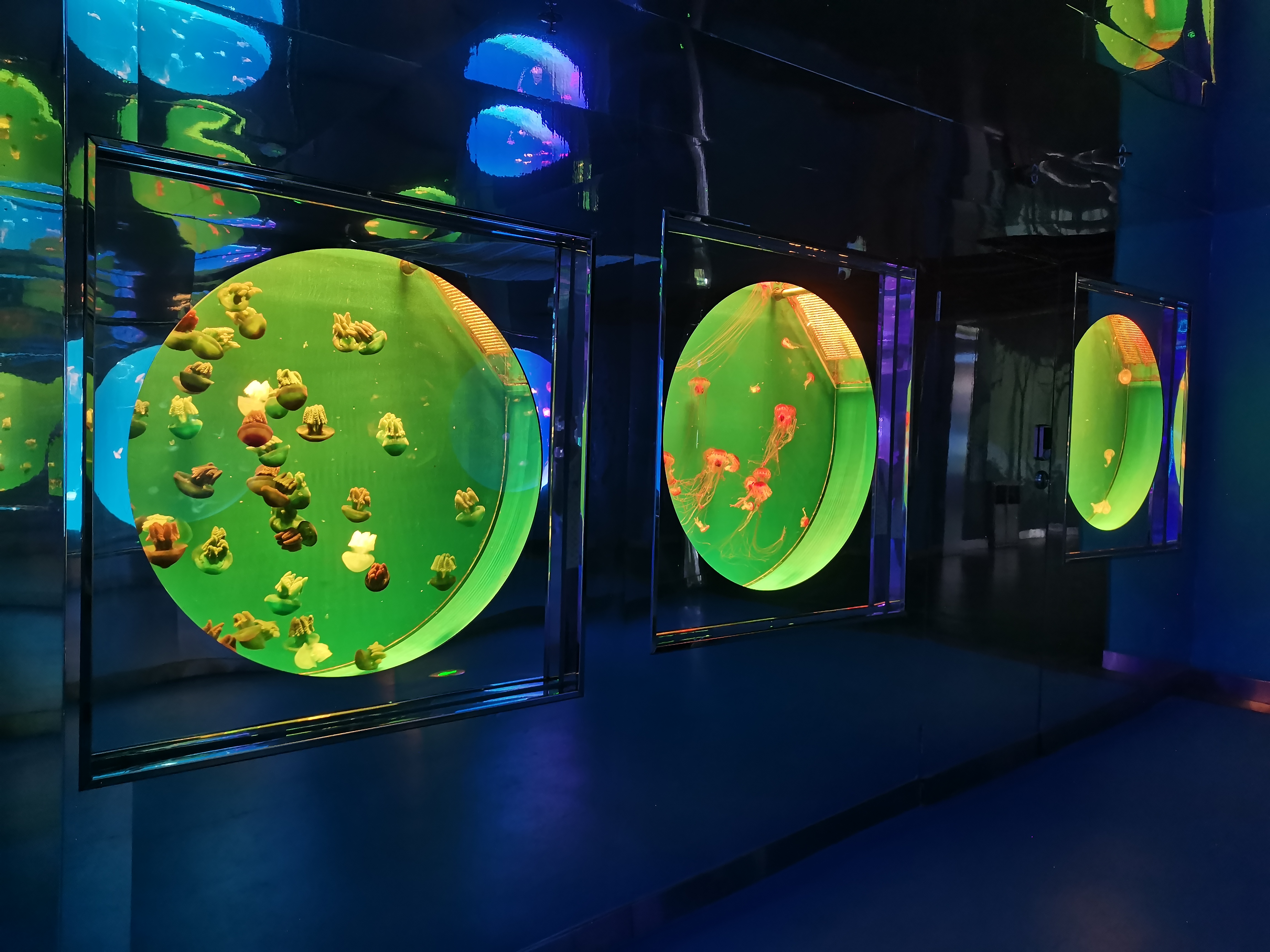 Akrilo medūzų akvariumas - įrengimas