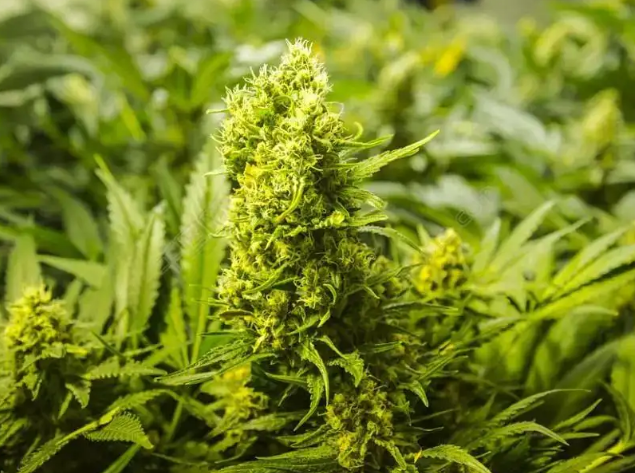 Detroit Begins Recreational Marijuana License Applications