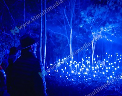 فن تركيب الضوء - ضوء يراعة العشب