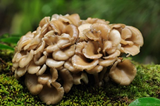 Maitake-extract polysachariden