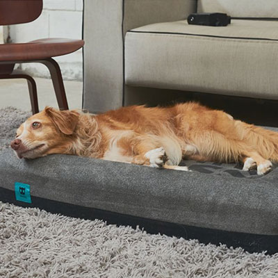 How To Improve The Sleep Quality of Pet